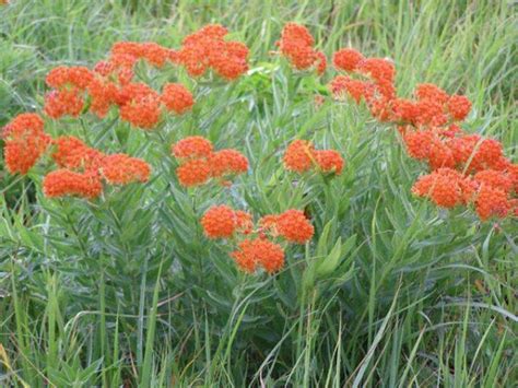 It’s prime time to see Kansas prairie wildflowers | HPPR