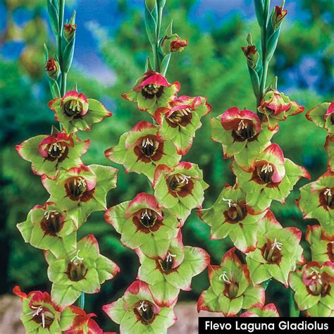 Breck's Red Flowers Flevo Laguna Gladiolus Bulbs (10-Pack)-81082 - The Home Depot