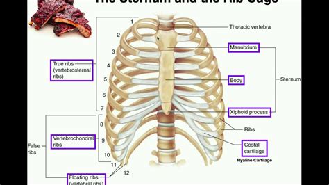 Anatomy | The Sternum, Rib Cage, & Vertebrae - YouTube