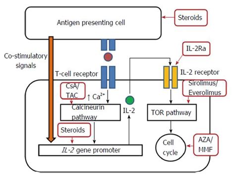 Review on immunosuppression in liver transplantation