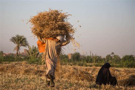 Egypt Receives $3 Billion in Financing to Cope With Wheat Shortages ...