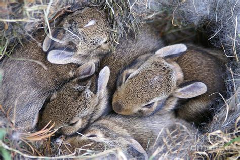 Baby Bunnies Huddled in Their Nest Photograph by SAJE Photography - Pixels