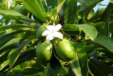 cabine em vez de Historiador mango tree flower Forno paridade Seixo