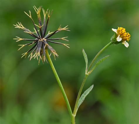 Bidens pilosa - UF/IFAS Assessment - University of Florida, Institute of Food and Agricultural ...