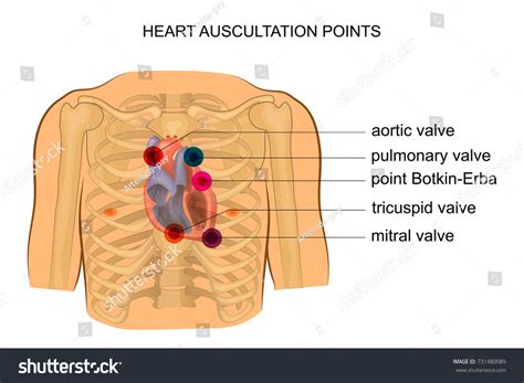 Vector Illustration Heart Auscultation Points Cardiology Stock Vector ...