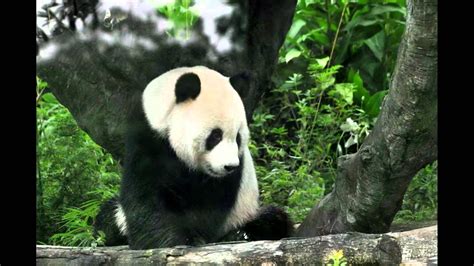 panda bear in Taipei zoo - YouTube