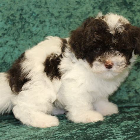 Visit our Havapoo Puppies for Sale near West Palm Beach Florida!