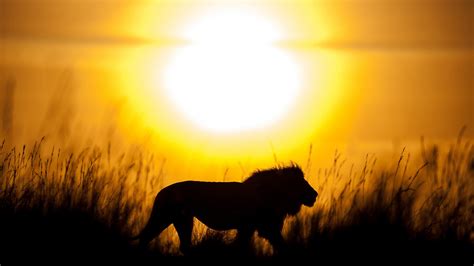 Lion Silhouette With Sunset Background HD Lion Wallpapers | HD ...