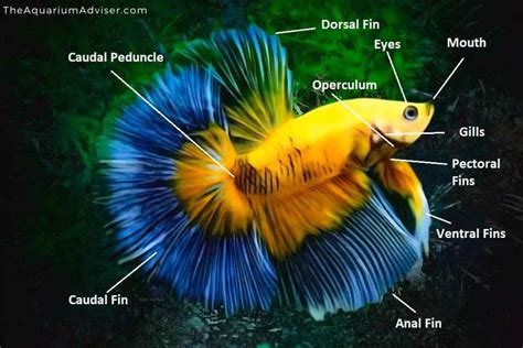 Betta Fish Anatomy, Facts and Breathing - The Aquarium Adviser