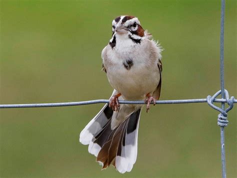 Lark Sparrow - eBird