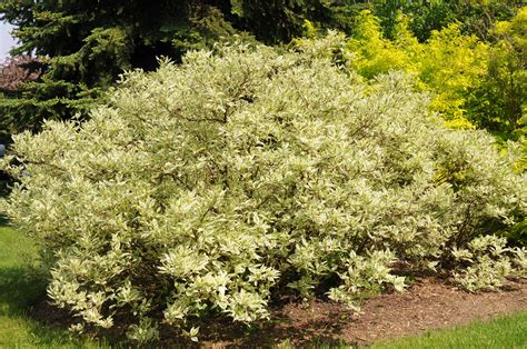 Cornus alba Elegantissima - Pépinière Locas