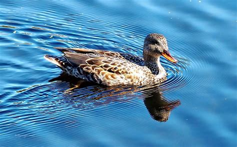 Duck Reflection Photograph by William Bosley - Fine Art America