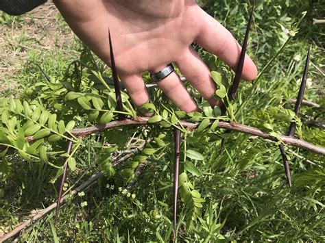 Thorns of a Locust tree in East Texas. : r/natureismetal