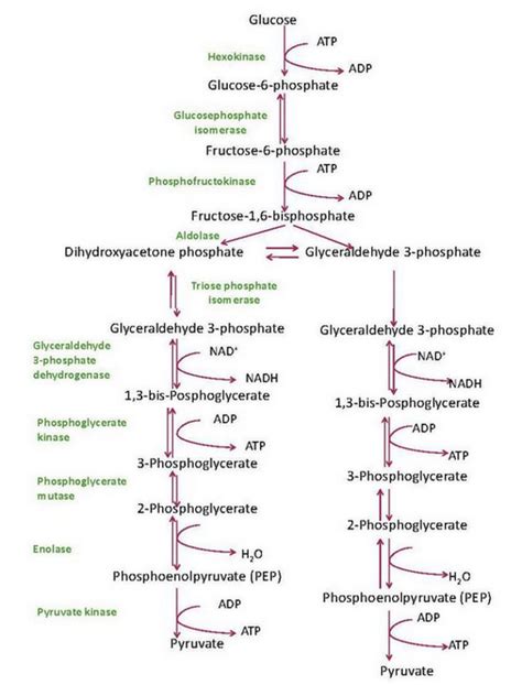 Glycolysis Cycle Diagram With Enzymes