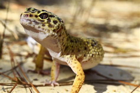 How To Care For a Leopard Gecko