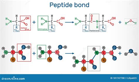 Peptide Bond. Formation of Amide Bonds from Two Amino Acids As a Result of Protein Biosynthesis ...