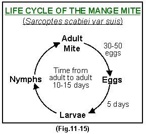 Sarcoptic mange | The Pig Site