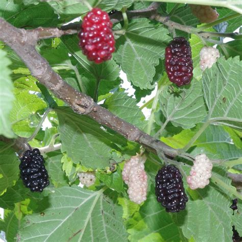 Illinois Everbearing Mulberry - Mulberry Trees - Stark Bro's