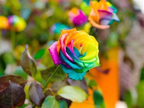 10 Rainbow Rose Seeds Flower Bush Perennial Flowers Seed Bloom | Etsy