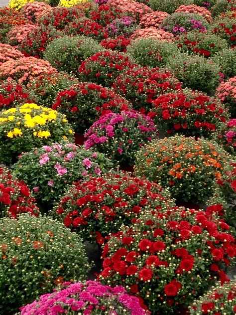 Beautiful Fall mums! Flowers Gif, Fall Flowers, Love Flowers, Dream ...