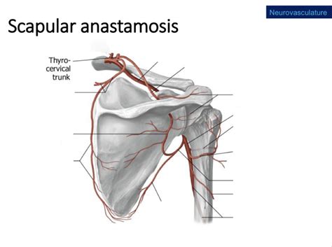 Scapular Anastomosis Diagram | Quizlet