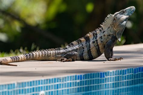 Florida Officials Urge Residents to Kill Iguanas Whenever Possible | Rare