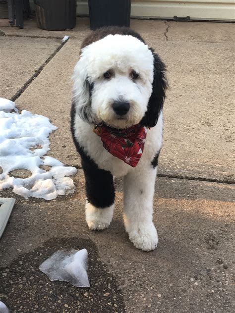 Pin by Jenn Wilson on Sheepadoodles | Puppy grooming, Sheepadoodle, Dog ...