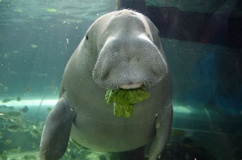 There Are Only 100 Dugongs Left in Malaysia and They’re on the Verge of Extinction | News ...