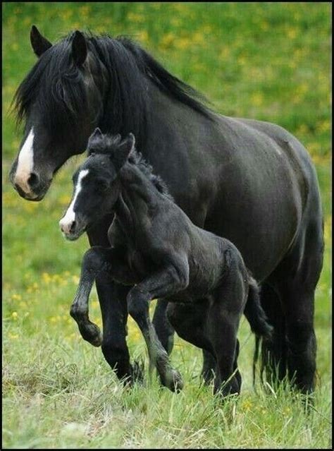 Pin on Cavalo | Animals beautiful, Baby horses, Pretty horses