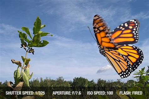 Photographing Butterflies | Animal Photography Tips