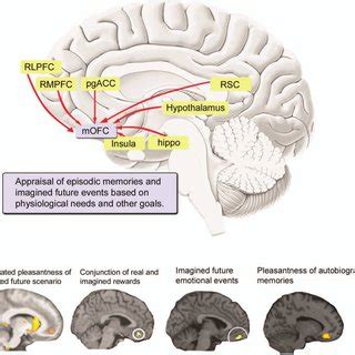 (PDF) Emotion and the Prefrontal Cortex: An Integrative Review