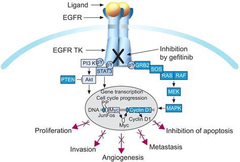 EGFR mutation | Lung cancer | Pinterest