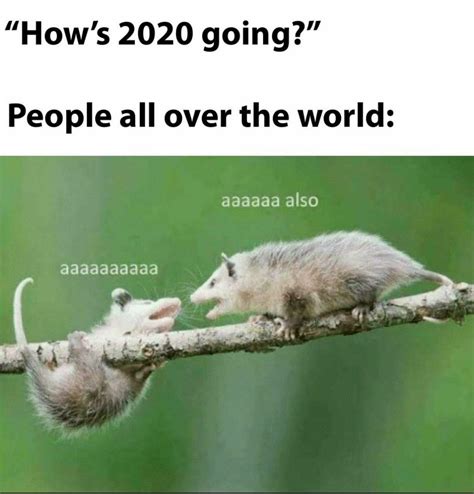 50 Wholesome Opossum Memes To Share With Your Pet - Gallery | eBaum's World