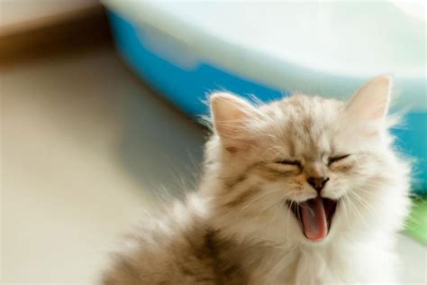 How to Actually Enjoy Litter Training Your Kitten - Happy Paws Veterinary Clinic