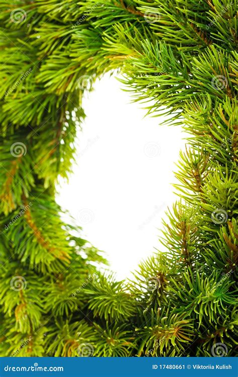 Branch of Christmas tree stock image. Image of natal - 17480661