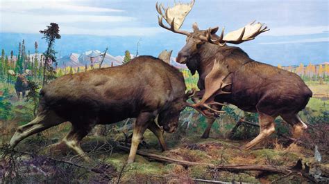 Alaskan Moose | AMNH