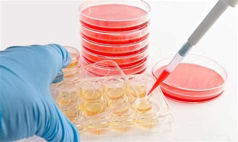 Cell Culture Techniques