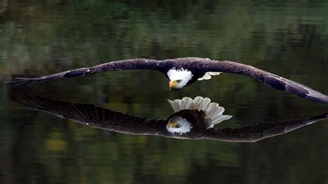 Papéis de Parede Voando, águia, fim, lago, água, superfície 1920x1080 Full HD 2K imagem