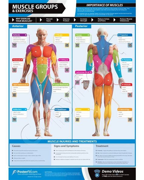 Product Description The Muscles Groups and Exercises poster vibrantly highlights key muscles in ...