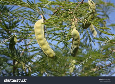 122 Mesquite Pods Images, Stock Photos & Vectors | Shutterstock