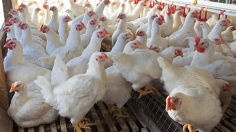 Culling In Poultry Production: What You Need to Know - Afrimash.com - Nigeria