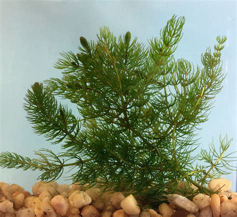 19+ Hornwort Aquarium Plant - SalluSareraz