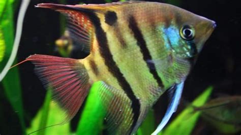 22 Different Freshwater Angelfish Types for Your Aquarium