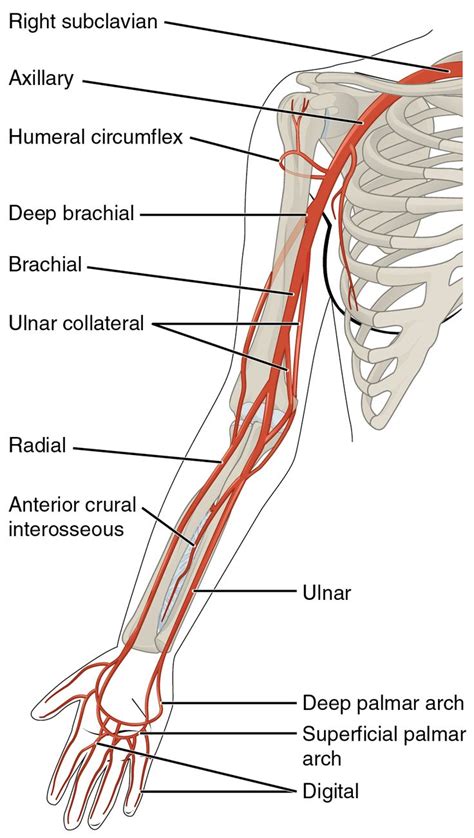 551 best Cardiovascular system images on Pinterest | Anatomy, Physical therapy and Health