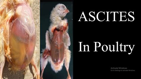 Ascites in poultry - YouTube