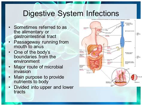 Digestive System Infections | Amsterdam | Netherlands | 2018 | Europe | USA | Asia | Allied ...