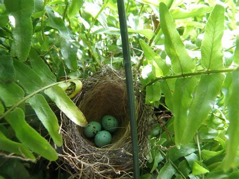 English Sparrow eggs | Wren is nesting in fern on porch, too… | Flickr