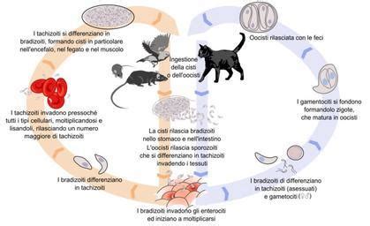 Free Images - apicomplexa life cycle v2