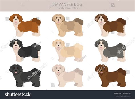 Havanese Dog Clipart Different Poses Coat Stock Vector (Royalty Free ...