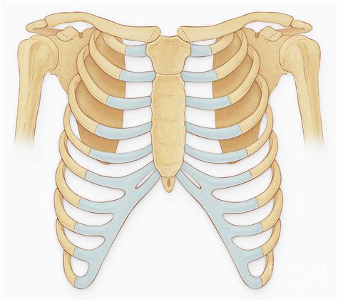 Torso Bones Photograph by Medical Imagery Studios/design Pics/science ...